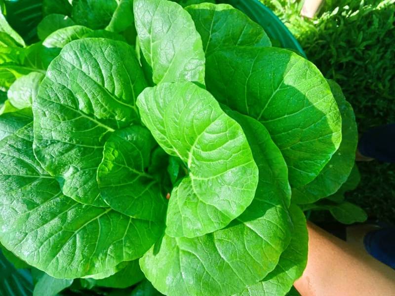 Cải Bẹ Trắng RD725