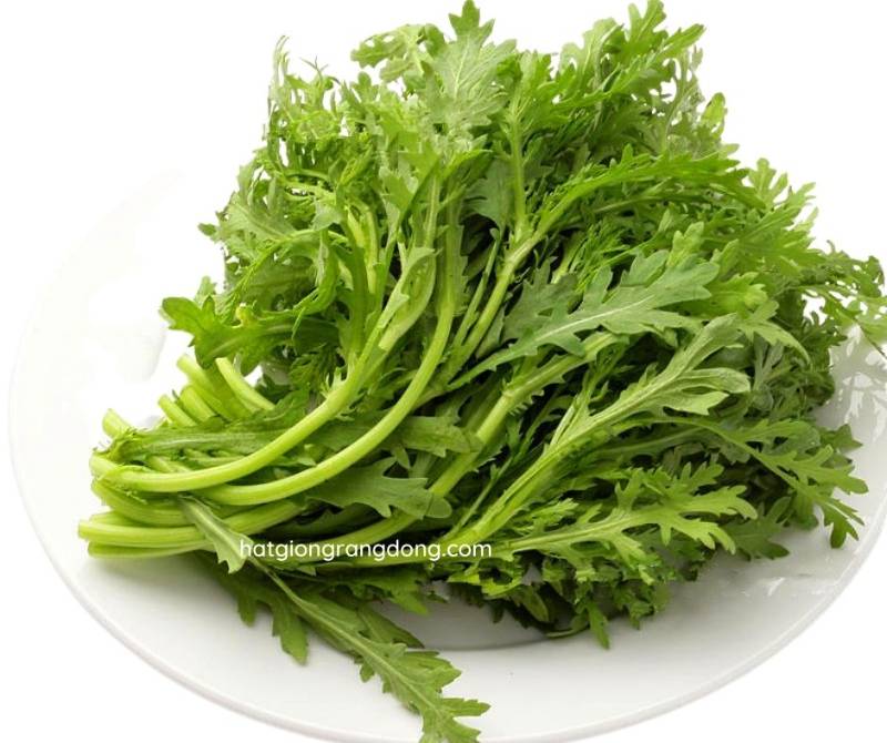 Tần Ô RD123