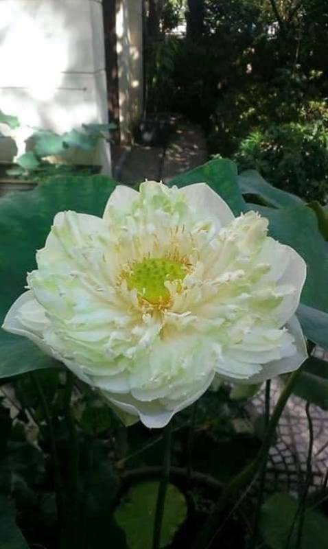 Sen Bách Điệp Thái Lan