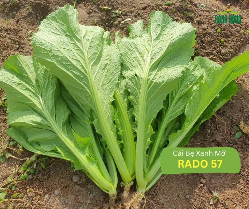 Cải Bẹ Xanh Mỡ RD57
