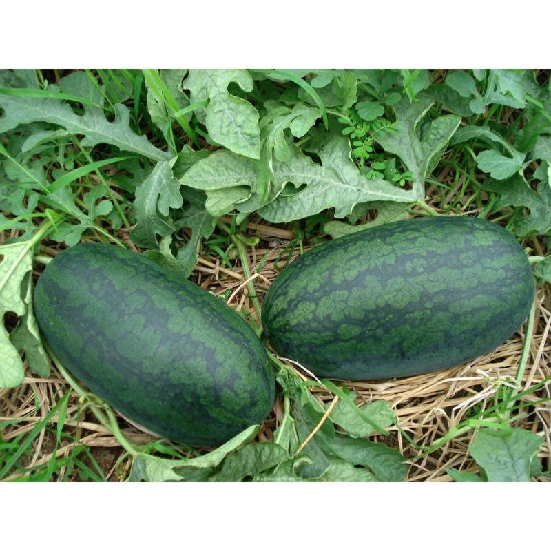 Dưa Hấu RADO 331