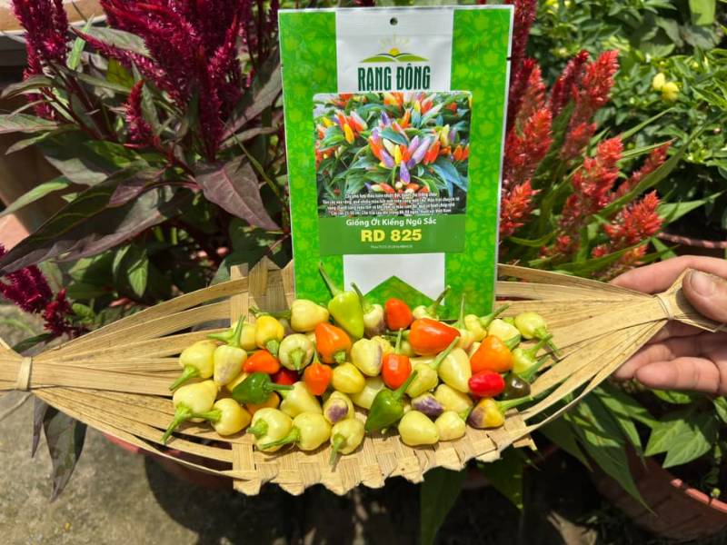 Ớt Kiểng Ngũ Sắc RD825