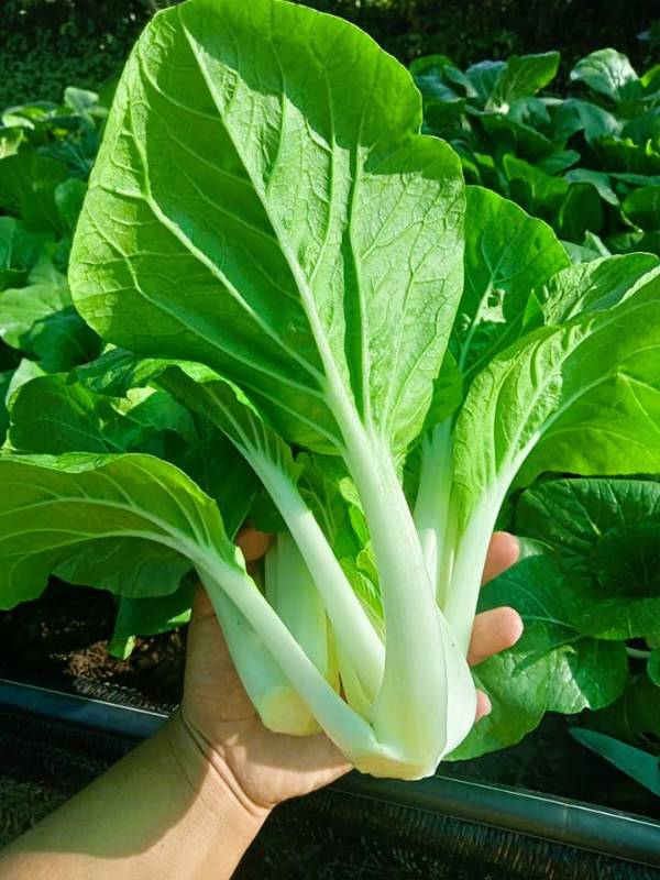 Cải Bẹ Trắng RD725