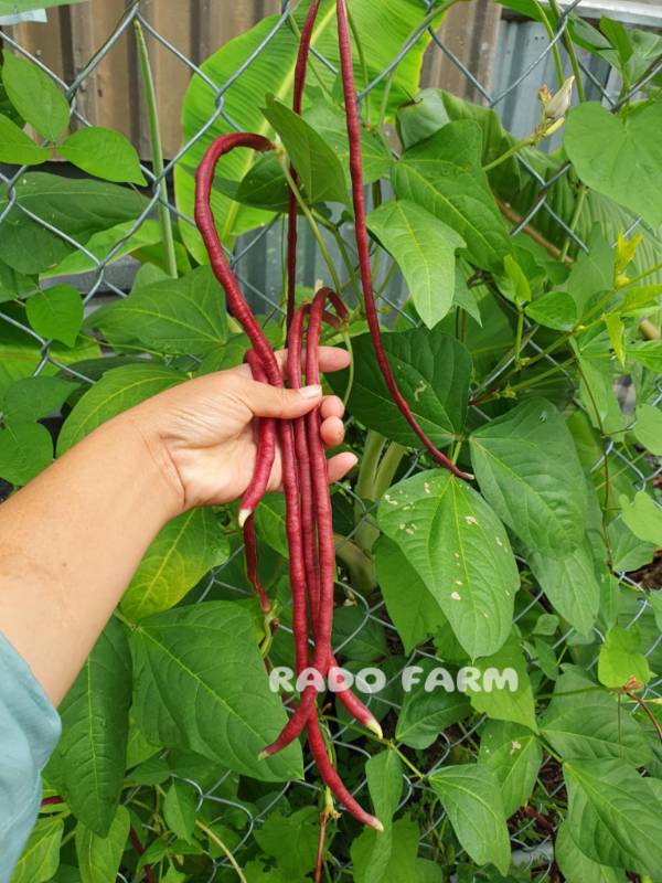 Đậu Đũa Tím RD755
