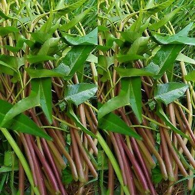 Rau Muống Thái Cọng Đỏ