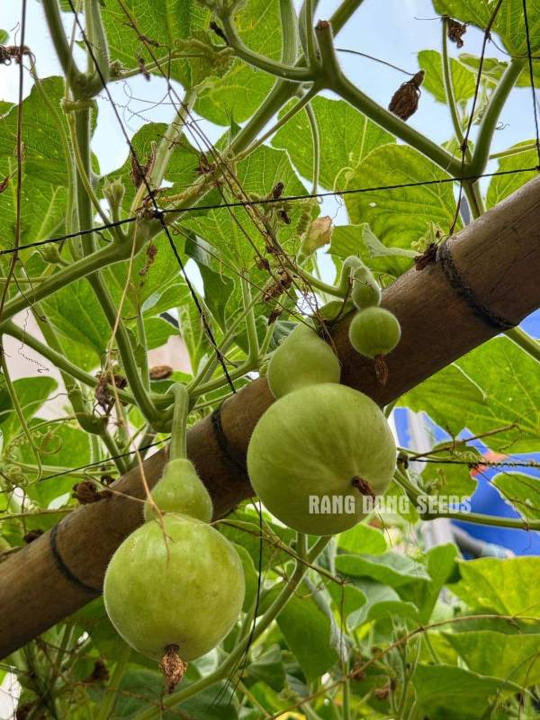 Bầu Hồ Lô RD312