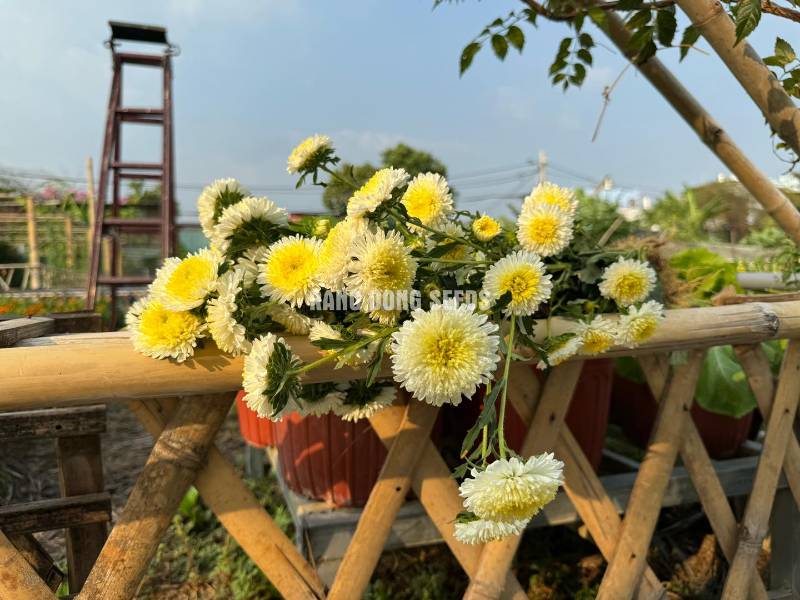 Hoa cúc Trắng Nhuỵ Vàng RD699