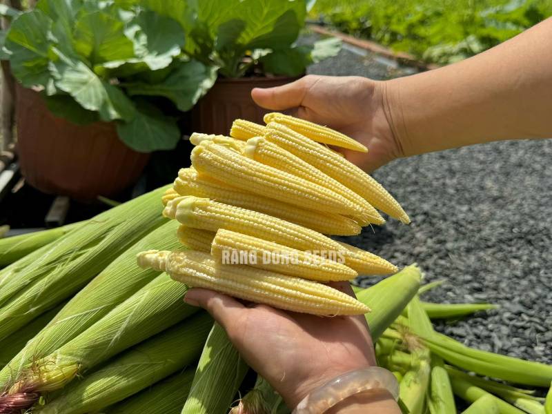 Ngô Bao Tử [ Baby Corn ]