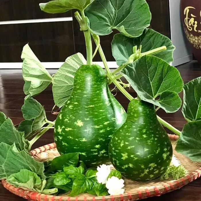 Bầu Yong Fang