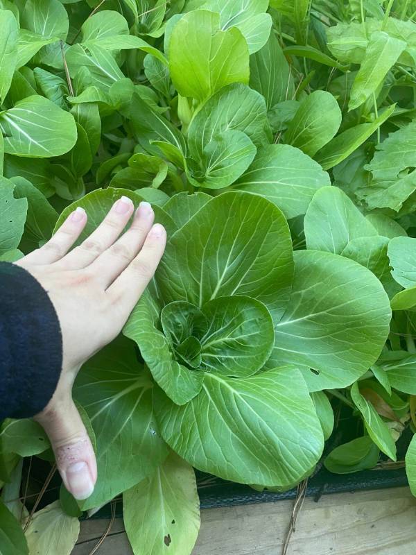 Cải Thìa RD77
