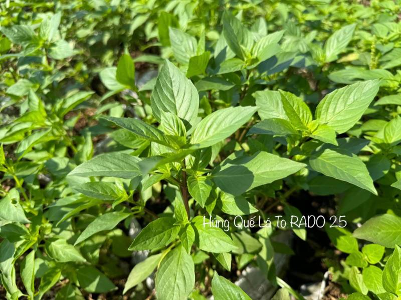 Rau Quế Lá To RD25