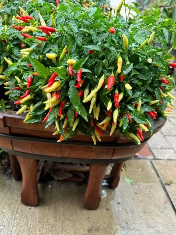 Ớt Basket Of Fire