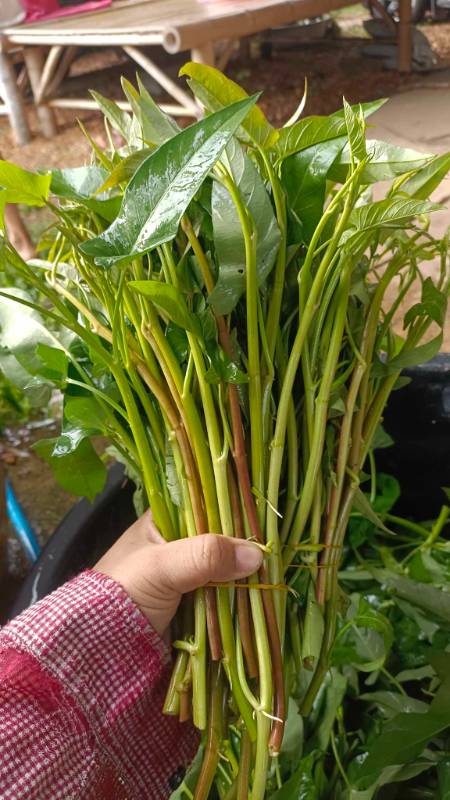 Rau Muống Thái Cọng Đỏ