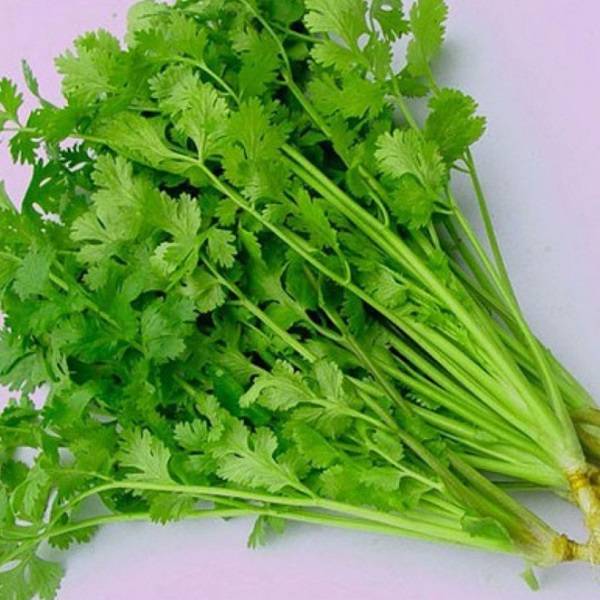 Ngò Hạt Lớn Chịu Nhiệt RD369