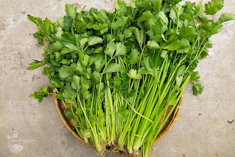 Cần Tây [ Thera ]