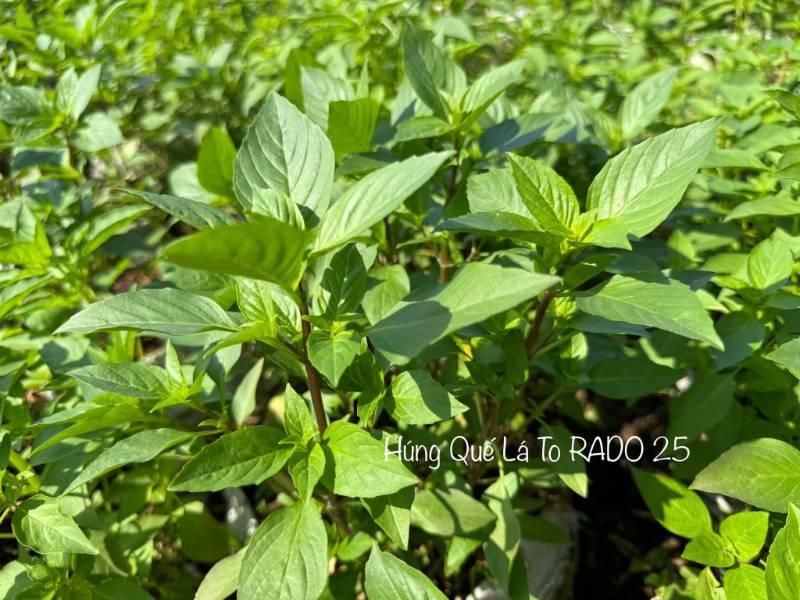 Rau Quế Lá To RD25