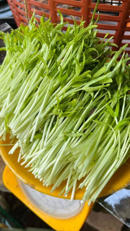 Rau Mầm Rau Muống
