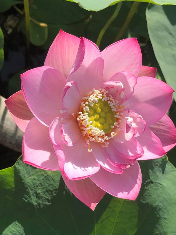 Sen Môi Hồng Xứ Quảng