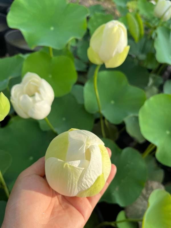 Sen Sữa Dừa