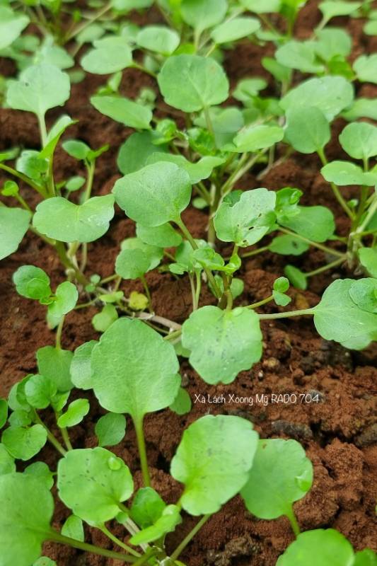 Xà Lách Xoong Mỹ RD704
