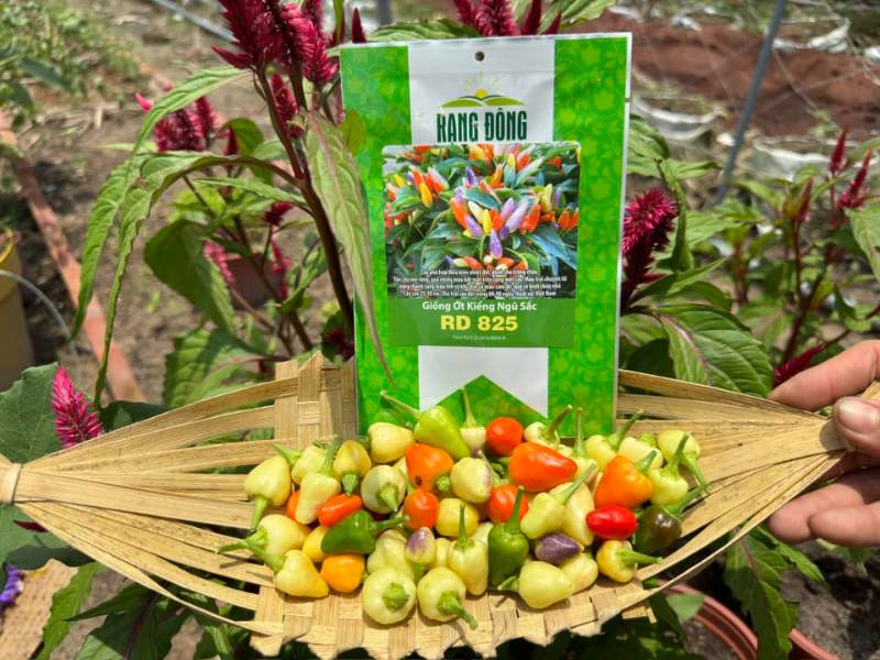 Ớt Kiểng Ngũ Sắc RD825