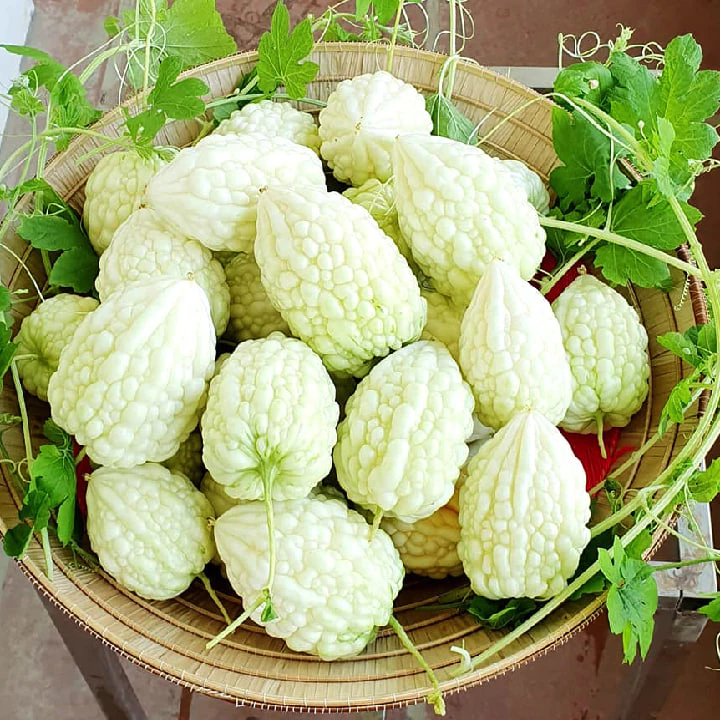 Khổ Qua Trái Tim Trắng [ Rococo ]