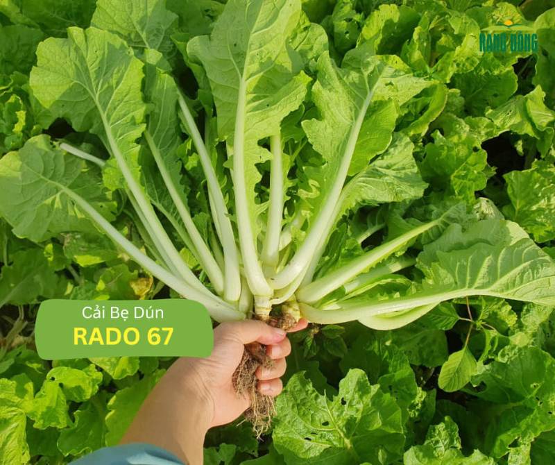 Cải Bẹ Dún RD67