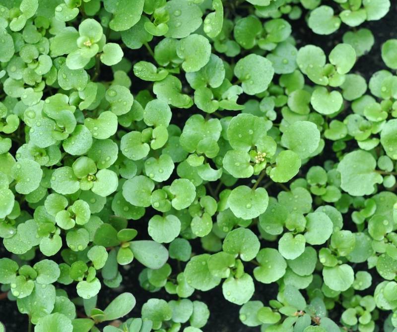 Xà Lách Xoong Mỹ RD704