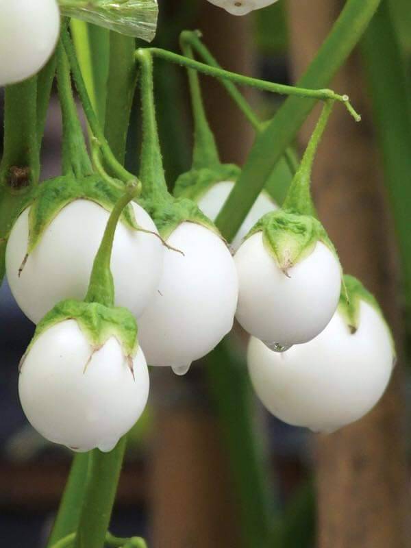 Cà Pháo Trắng Sao Trái Chùm