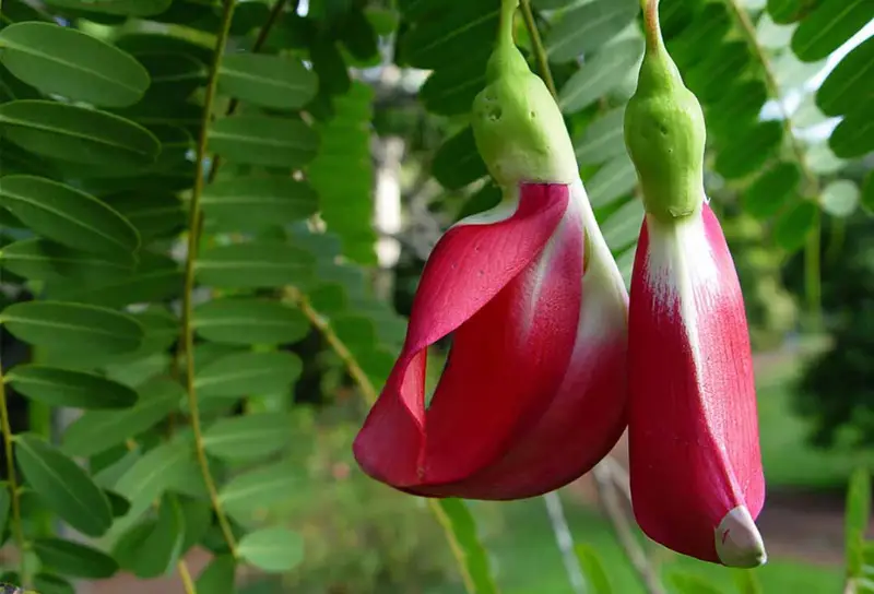 So Đũa Thái Đỏ