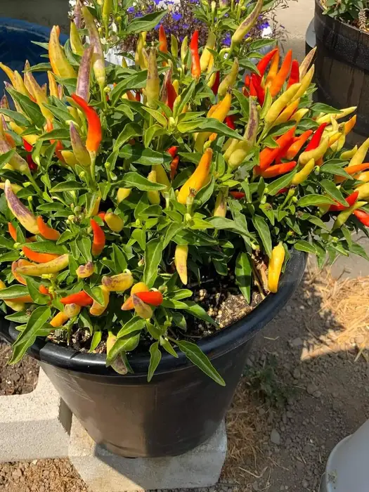 Ớt Basket Of Fire