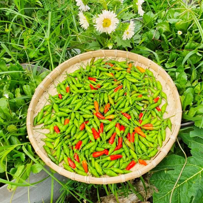 Ớt Xiêm Rừng RD377