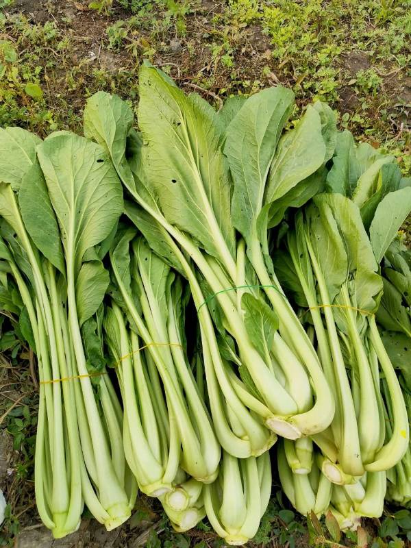 HẠT GIỐNG CẢI NGỌT KHỔNG LỒ