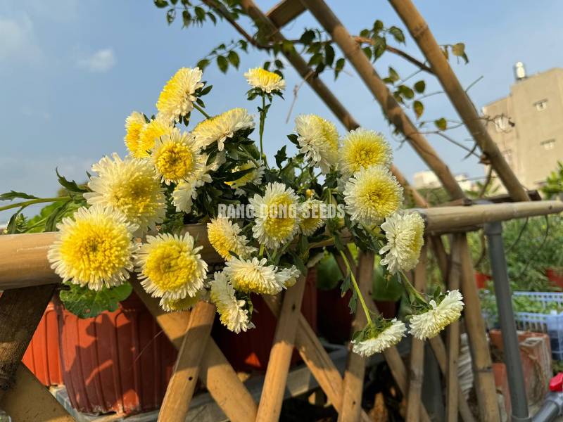 Hoa cúc Trắng Nhuỵ Vàng RD699