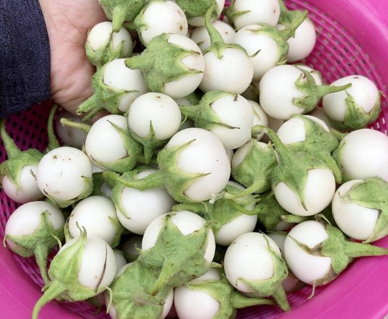 Cà Pháo Trắng RD72
