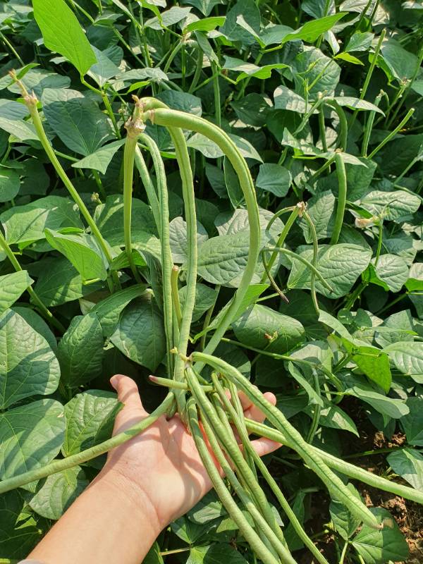 Đậu Đũa Bụi Ngọt RD757