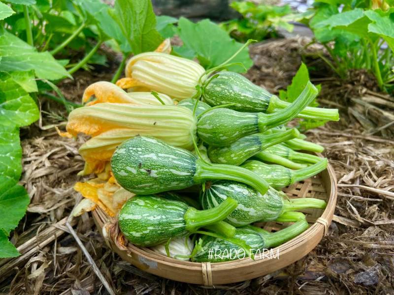 Bí Nụ Lai F1 [ Gita 33 ]