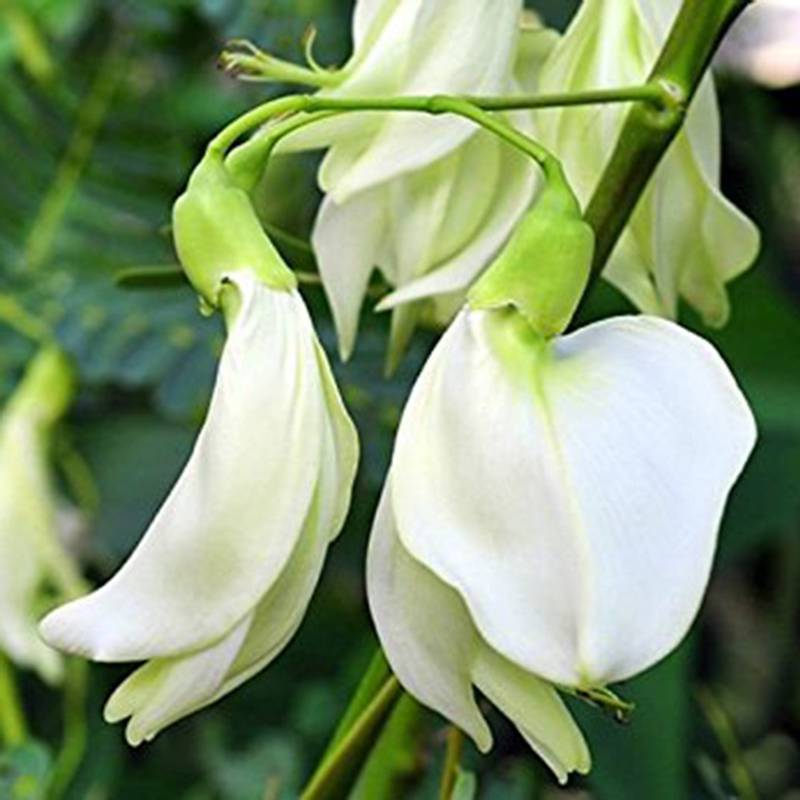 So Đũa Trắng Rd102