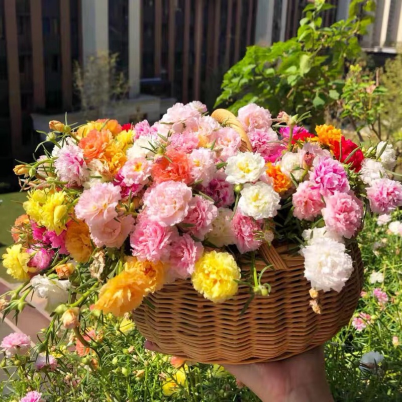 Hoa Mười Giờ Cánh Kép Nhiều Màu