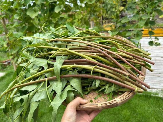 Rau Muống Thái Cọng Đỏ
