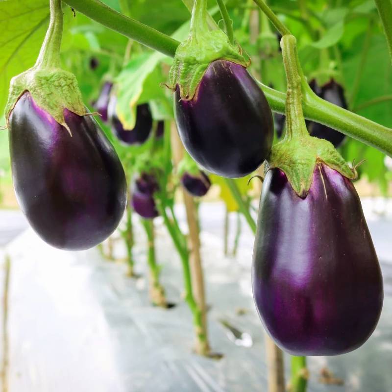 Cà Tím Giọt Nước