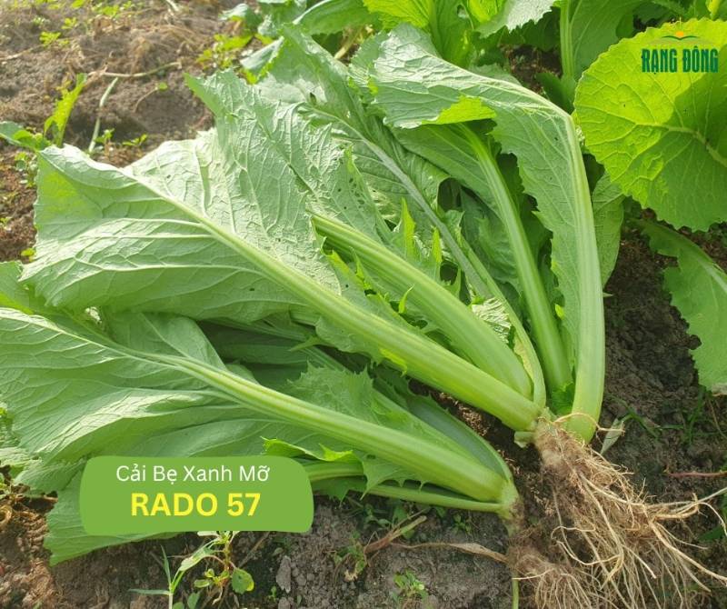 Cải Bẹ Xanh Mỡ RD57