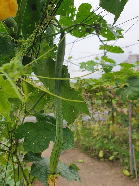 Mướp Hương Thái Trái Dài RD388