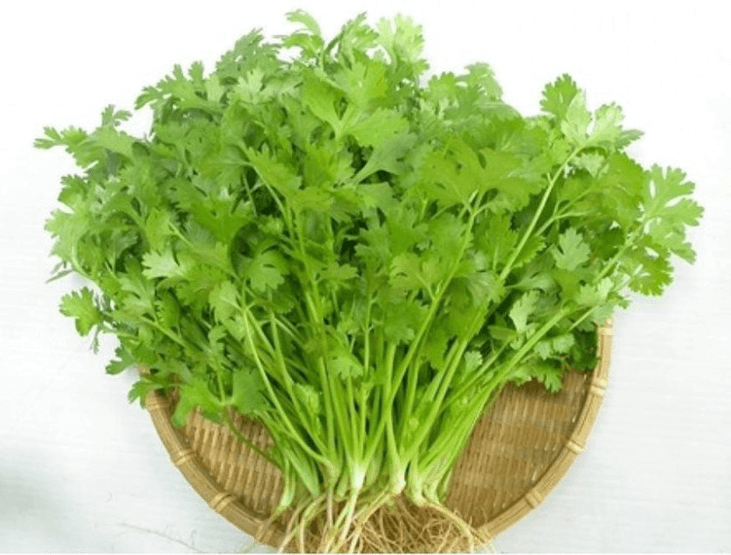 Ngò Hạt Lớn Chịu Nhiệt RD369