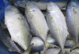 INDIAN MACKEREL 1KG