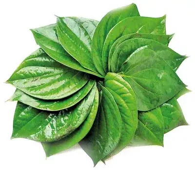 পান পাতা ২০পিচ