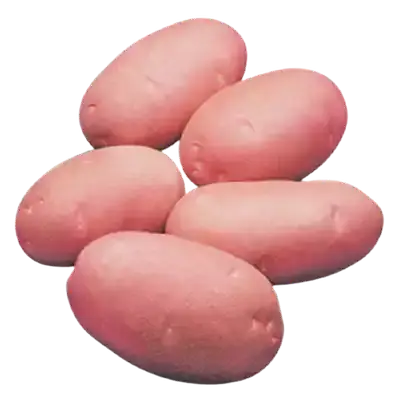 লাল আলু
