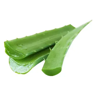 এলোভেরা পাতা
