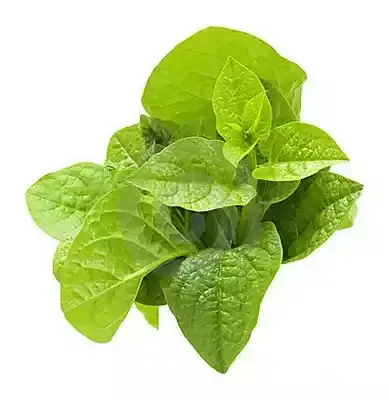 পুই শাক 2 মোটা