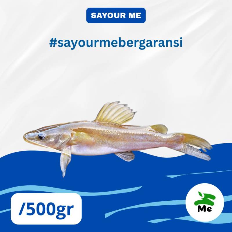 Baung Sungai [500gr]